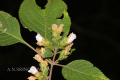 Strobilanthes neoaspera